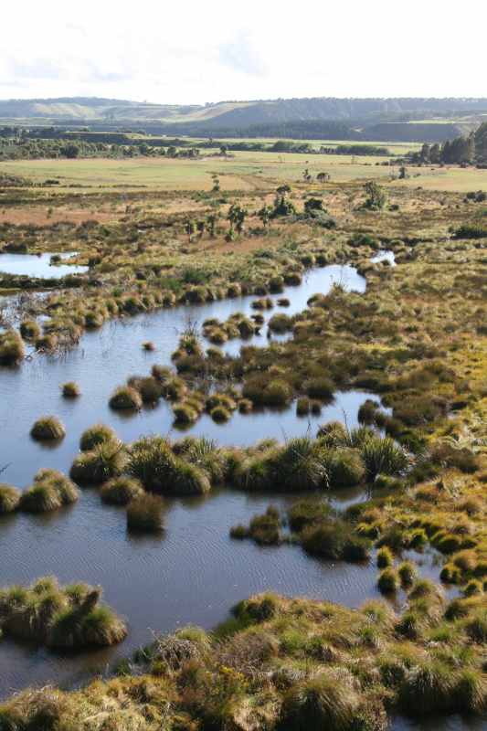 Nieuw-Zeeland 2011 - 1737